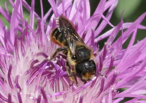 Osmia sp.